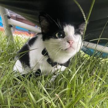 Rescue Domestic Short Hair Cats for Adoption in Maitland, Florida - Hunter | PetCurious