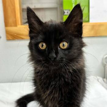 Owlie -  Domestic Medium Hair Cat for Adoption in Candler, North Carolina - Owlie | PetCurious