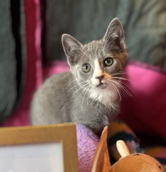 Truffle -  Domestic Short Hair Cat for Adoption in Avon, New York - Truffle | PetCurious