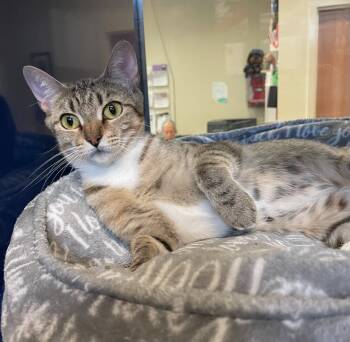 Rescue Domestic Short Hair Cats for Adoption in Little Elm, Texas - Ms. Garrett | PetCurious
