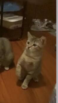 Domestic Short Hair Cats Available for Adoption - Dexter | PetCurious