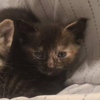 Domestic Short Hair Cats Available for Adoption in Long Beach, California - Tomato | PetCurious