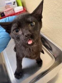 Domestic Short Hair Cats Available for Adoption in Fort Myers, Florida - RAVEN | PetCurious