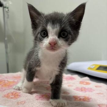 Petrie -  Domestic Short Hair Cat for Adoption in York, Pennsylvania - Petrie | PetCurious
