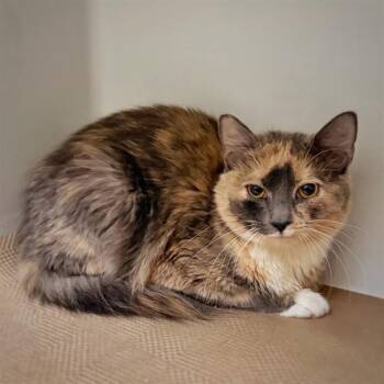 Domestic Short Hair Cats Available for Adoption in Boston, Massachusetts - BELILA | PetCurious