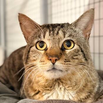 Domestic Short Hair Cats Available for Adoption in Redwood Valley, California - Felton | PetCurious