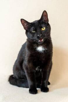 Domestic Short Hair Cats Available for Adoption - Fiery | PetCurious