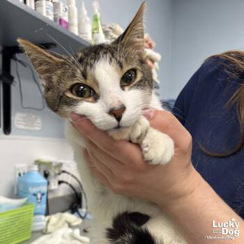 Domestic Short Hair Cats Available for Adoption - Moo | PetCurious