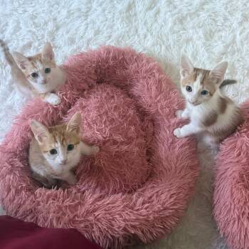 Chachi -  Domestic Short Hair Cat for Adoption in Los Angeles, California - Chachi | PetCurious