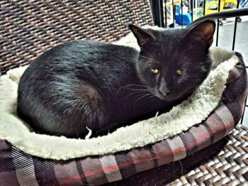 Domestic Short Hair Cats Available for Adoption - Soul | PetCurious