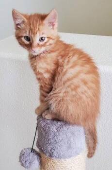 Ollie, Mac, & Banza -  Domestic Short Hair and American Shorthair Cat for Adoption in San Luis Obispo, California - Ollie, Mac, & Banza | PetCurious