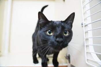 Jinx -  Domestic Short Hair Cat for Adoption in Portland, Oregon - Jinx | PetCurious
