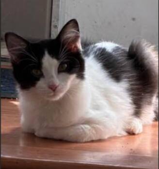 Rescue Domestic Short Hair Cats for Adoption in Millcreek, Utah - Rosie | PetCurious