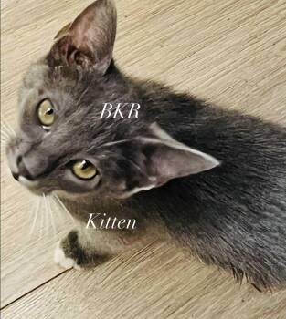 Rescue American Shorthair and Russian Blue Cats for Adoption in Charlotte, North Carolina - Kitten Pea | PetCurious