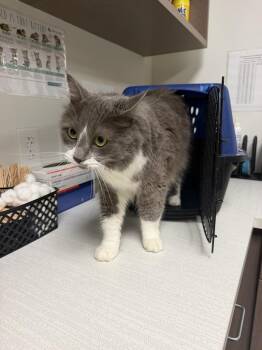 Penelope Rose -  Domestic Long Hair Cat for Adoption in Greenfield, Indiana - Penelope Rose | PetCurious
