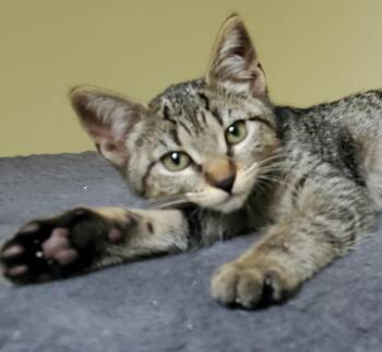 Ginger bonded with Mary Ann -  Domestic Short Hair Cat for Adoption in Portland, Oregon - Ginger Bonded With Mary Ann | PetCurious