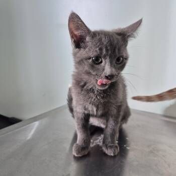 Rescue Domestic Short Hair Cats for Adoption in Clavet, Saskatchewan - Cadet | PetCurious