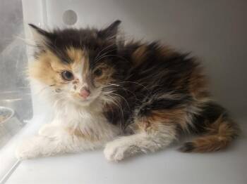 FIONA -  Domestic Short Hair Cat for Adoption in Albuquerque, New Mexico - FIONA | PetCurious