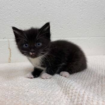 Domestic Short Hair Cats Available for Adoption in Lyndhurst, Virginia - SVAS-Stray-38545 | PetCurious