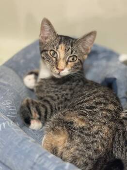 Cheddar -  Domestic Short Hair Cat for Adoption in Lake Grove, New York - Cheddar | PetCurious