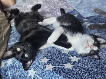 Soot Sprite Bonded To Calcifur Pendagron -  Domestic Medium Hair Cat for Adoption in Chandler, Arizona - Soot Sprite Bonded To Calcifur Pendagron | PetCurious