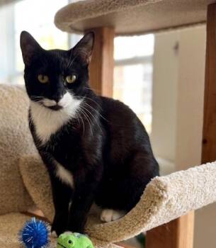 Sabrina -  American Shorthair Cat for Adoption in Chandler, Arizona - Sabrina | PetCurious