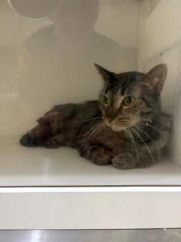 FREIDA -  Domestic Short Hair Cat for Adoption in Winter Haven, Florida - FREIDA | PetCurious