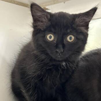 Ant -  Domestic Medium Hair Cat for Adoption in Cheyenne, Wyoming - Ant | PetCurious