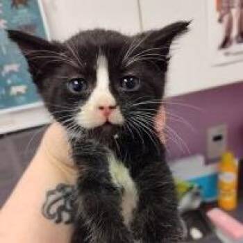 Plankton -  Domestic Short Hair Cat for Adoption in Cedar Rapids, Iowa - Plankton | PetCurious