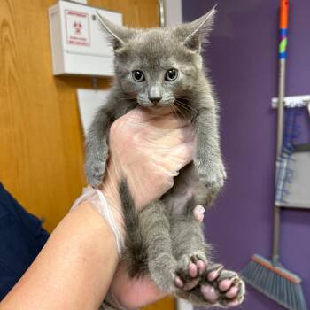 Roary -  Domestic Short Hair Cat for Adoption in Newark, New Jersey - Roary | PetCurious