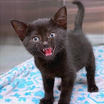 Oreo -  Domestic Short Hair Cat for Adoption in Hannibal, Missouri - Oreo | PetCurious