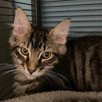 Larry -  Domestic Long Hair Cat for Adoption in Ocean Isle Beach, North Carolina - Larry | PetCurious