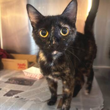 Luna La Tortie -  Domestic Short Hair Cat for Adoption in Belleville, Illinois - Luna La Tortie | PetCurious