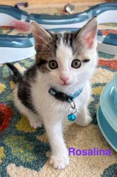 Domestic Short Hair and Tabby Cats Available for Adoption in Charlotte, North Carolina - Rosalina | PetCurious