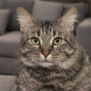 Domestic Long Hair Cats Available for Adoption - Otto  | PetCurious