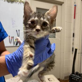 Dill -  Domestic Short Hair Cat for Adoption in Milton, Florida - Dill | PetCurious
