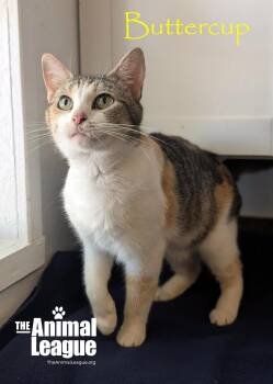 Buttercup -  Calico Cat for Adoption in Groveland, Florida - Buttercup | PetCurious