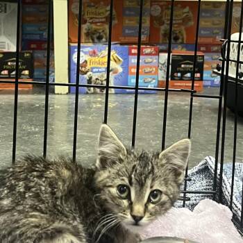 Acorn -  Domestic Short Hair Cat for Adoption in Idaho Falls, Idaho - Acorn | PetCurious