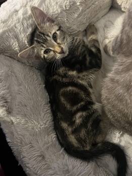 Boba Bear -  Domestic Medium Hair Cat for Adoption in Wilmington, North Carolina - Boba Bear | PetCurious