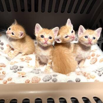 Domestic Short Hair Cats Available for Adoption in Long Beach, California - Captain America | PetCurious