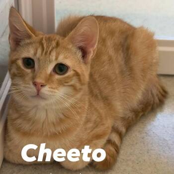 Cheeto -  Domestic Medium Hair Cat for Adoption in Weaverville, California - Cheeto | PetCurious