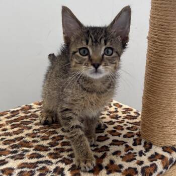 Baby Sinead -  Domestic Short Hair Cat for Adoption in Naperville, Illinois - Baby Sinead | PetCurious