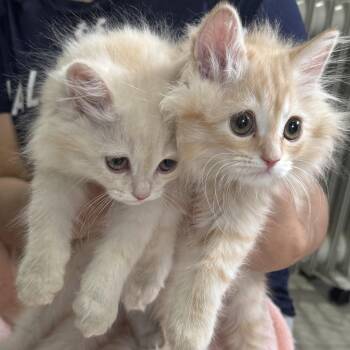 Simba & Simon bonded pair -  Siberian Cat for Adoption in Brampton, Ontario - Simba & Simon Bonded Pair | PetCurious