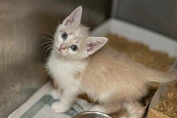 Domestic Medium Hair Cats Available for Adoption in Charlotte, North Carolina - A1262918 | PetCurious