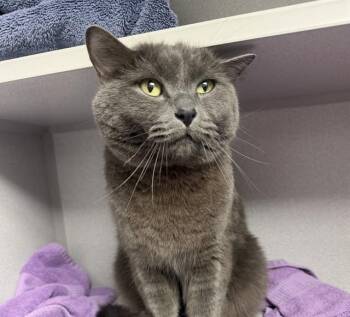 STORMY -  Domestic Long Hair and Domestic Short Hair Cat Available for Adoption in Omaha, Nebraska - STORMY | PetCurious