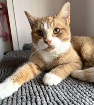 Rescue American Shorthair Cats for Adoption in Sainte-angèle-de-monnoir, Quebec - MOZART (CR/SC) | PetCurious