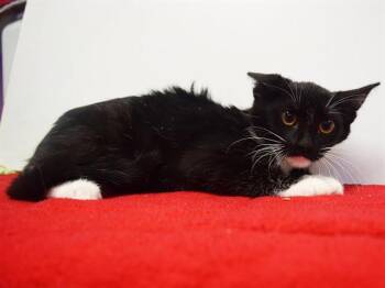CALIENTE -  Domestic Short Hair Cat for Adoption in Sacramento, California - CALIENTE | PetCurious