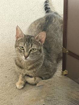 Domestic Short Hair Cats Available for Adoption in Camarillo, California - NYX | PetCurious