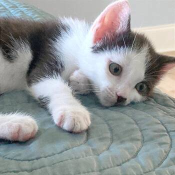 Jacob -  Domestic Short Hair Cat for Adoption in Hendersonville, North Carolina - Jacob | PetCurious