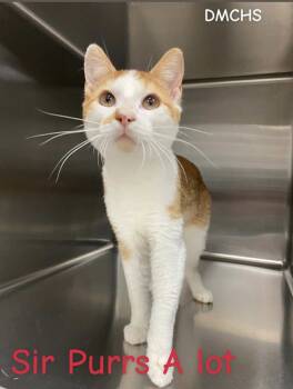 Rescue Domestic Short Hair Cats for Adoption in Burlington, Iowa - Sir Purrs Alot | PetCurious